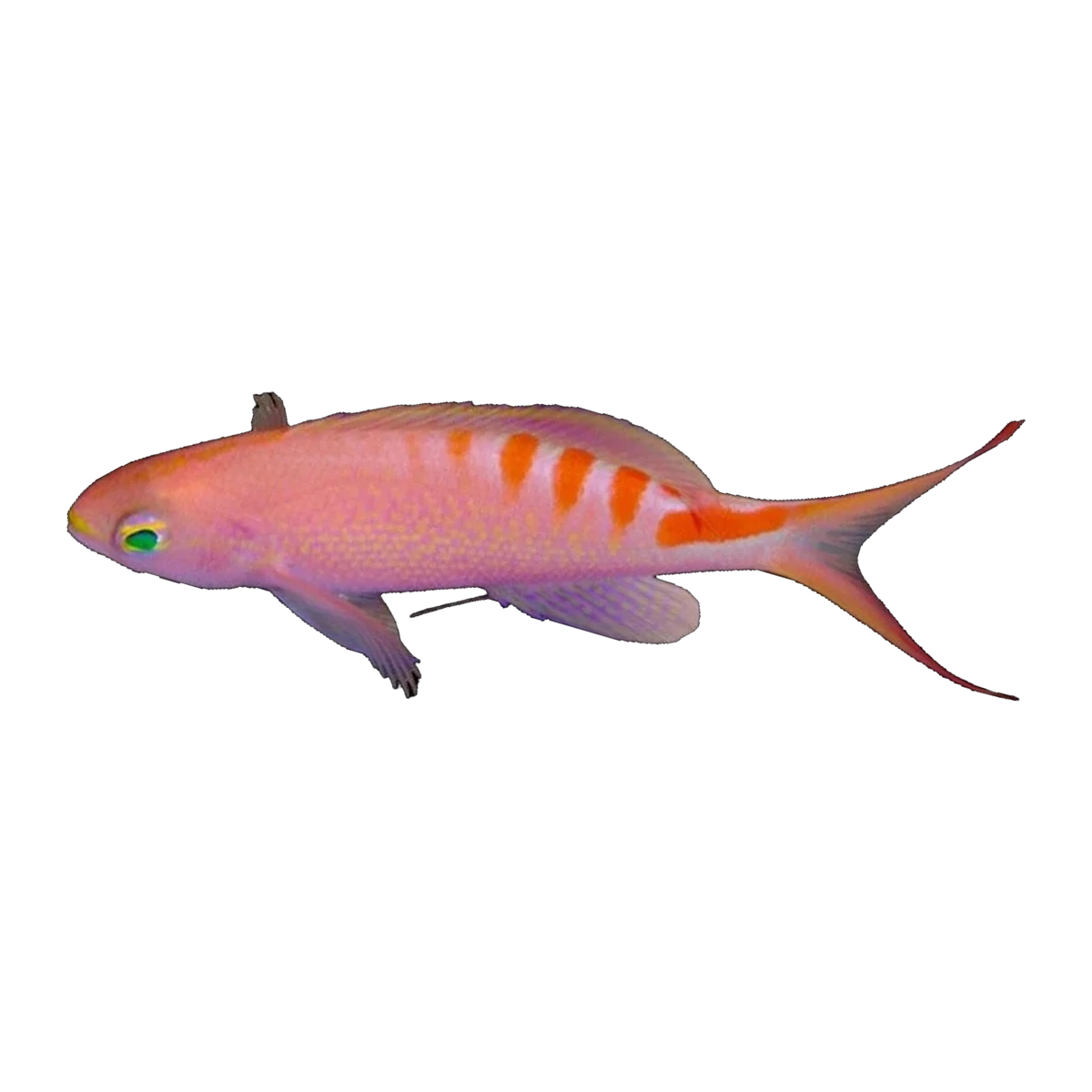 Loris Anthias | Pseudanthias lori