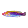 Lubbocks Fairy Wrasse | Cirrhilabrus lubbocki