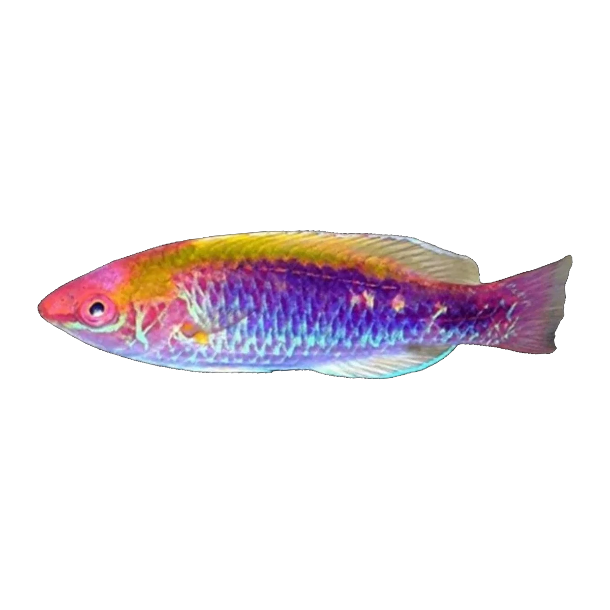 Lubbocks Fairy Wrasse | Cirrhilabrus lubbocki