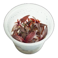 Ludwigia Glandulosa | Ludwigia glandulosa