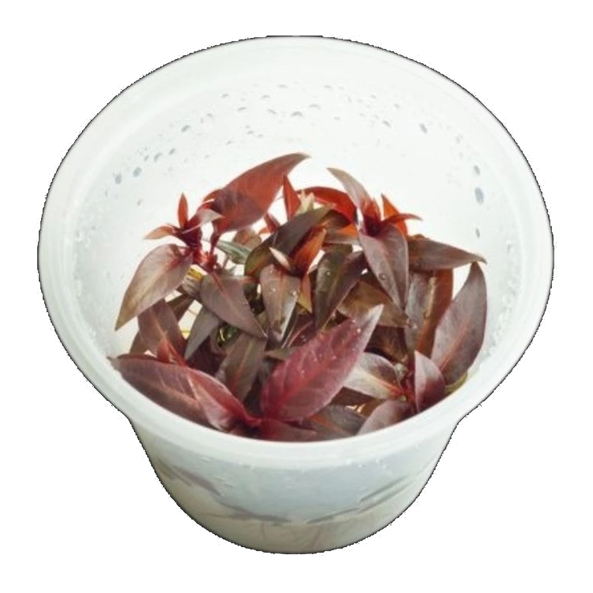 Ludwigia Glandulosa | Ludwigia glandulosa