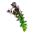 Ludwigia Repens | Ludwigia repens