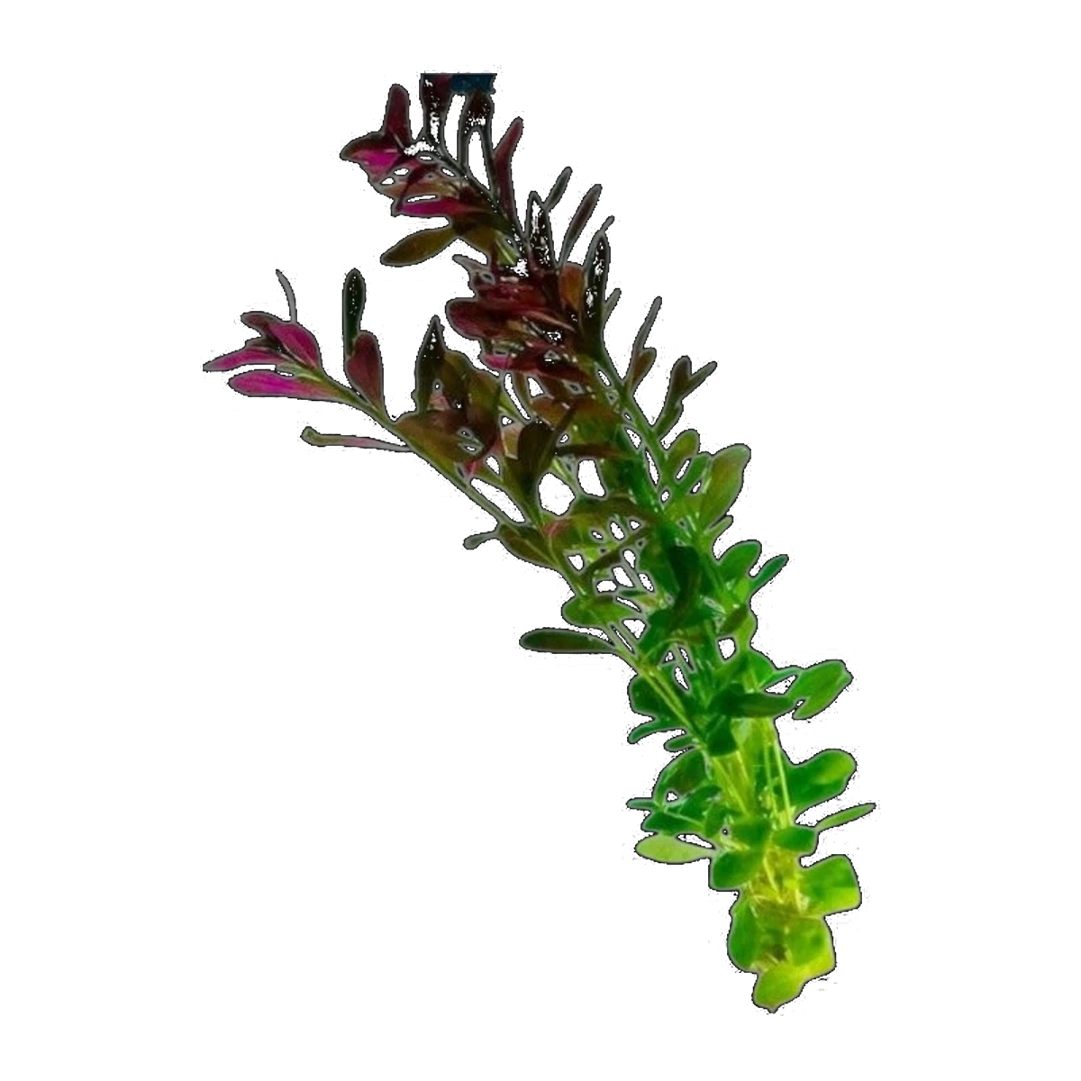 Ludwigia Repens | Ludwigia repens