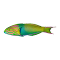 Lunare Wrasse | Thalassoma lunare