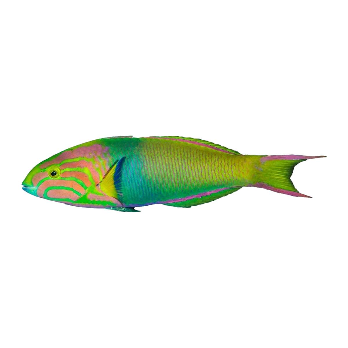 Lunare Wrasse | Thalassoma lunare