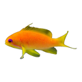 Lyretail Anthias Female | Pseudanthias squamipinnis