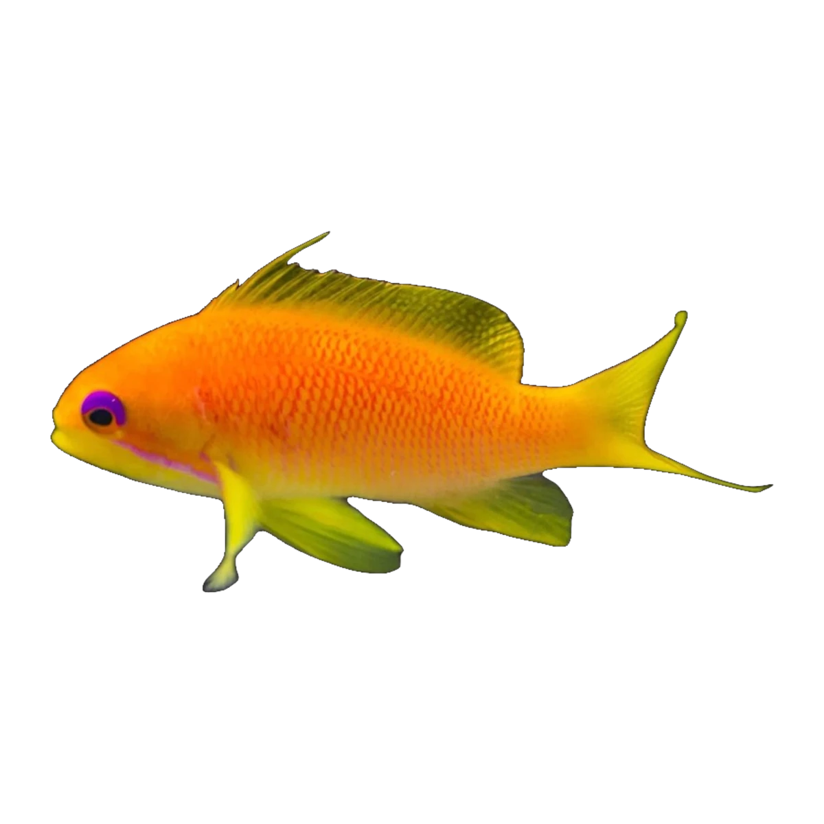 Lyretail Anthias Female | Pseudanthias squamipinnis