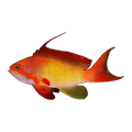 Lyretail Anthias Male | Pseudanthias squamipinnis