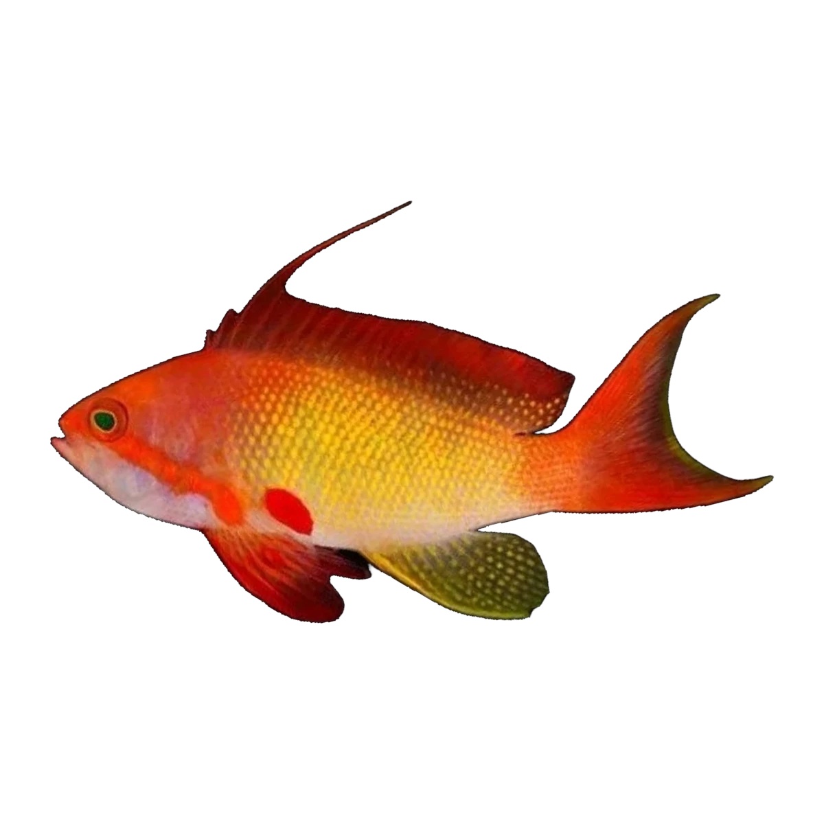 Lyretail Anthias Male | Pseudanthias squamipinnis