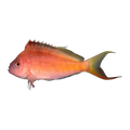 Lyretail Hawkfish | Cyprinocirrhites polyactis
