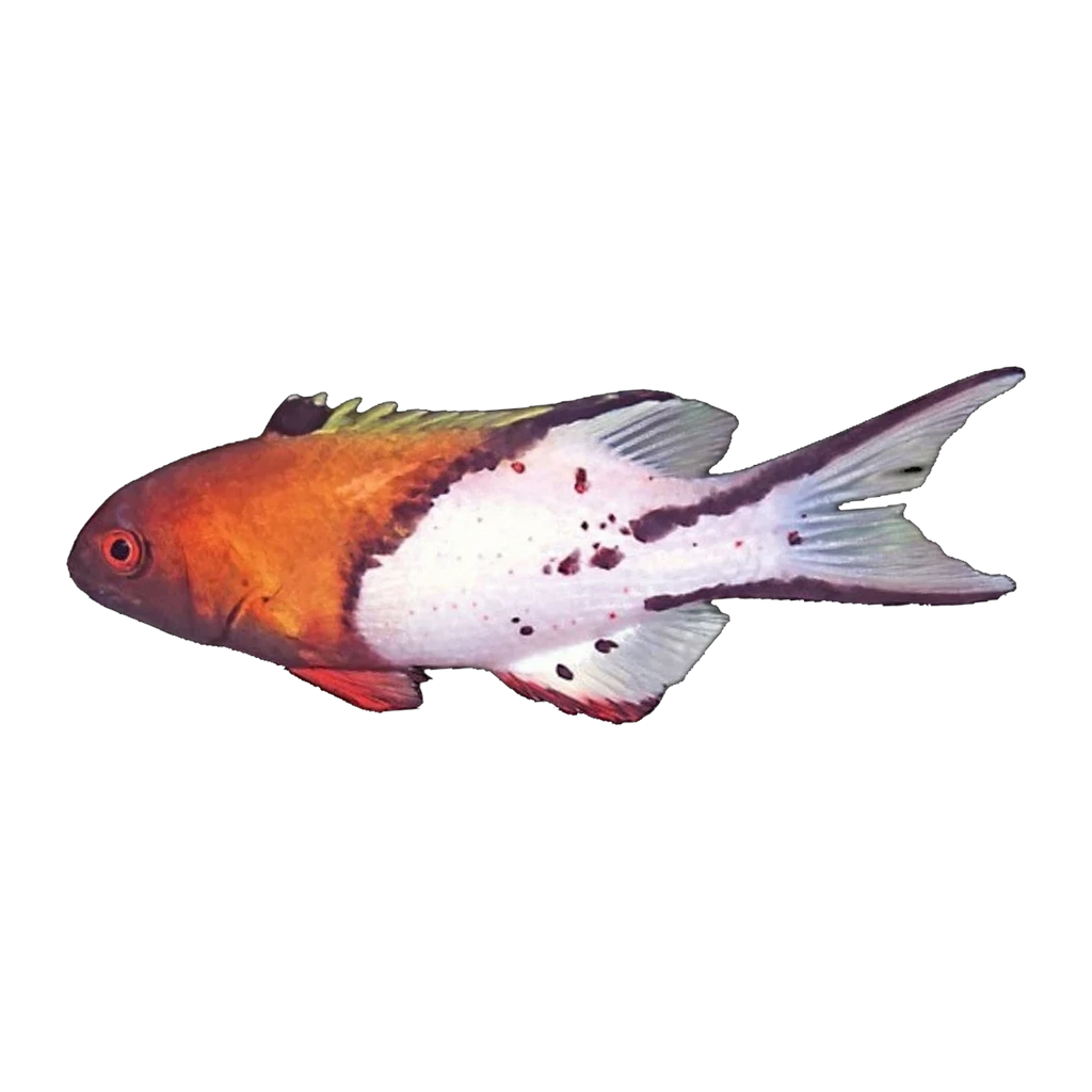 Lyretail Hogfish Juv | Bodianus anthioides