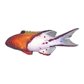 Lyretail Hogfish Juv | Bodianus anthioides
