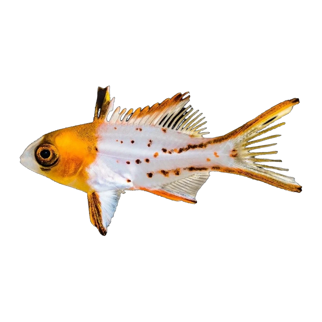 Lyretail Hogfish Juv | Bodianus anthioides
