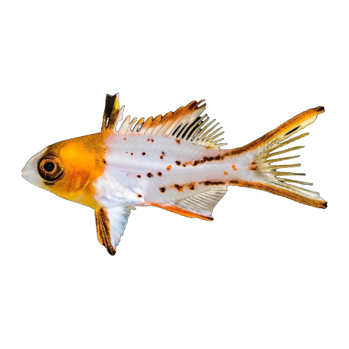 Lyretail Hogfish Juv | Bodianus anthioides