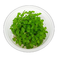 Lysimachia Nummularia | Lysimachia nummularia
