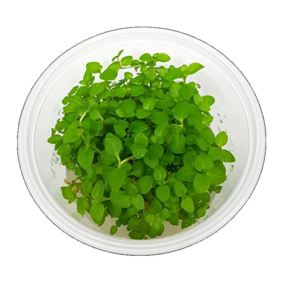Lysimachia Nummularia | Lysimachia nummularia