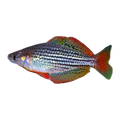 Maccullochi Rainbowfish Boggy Creek