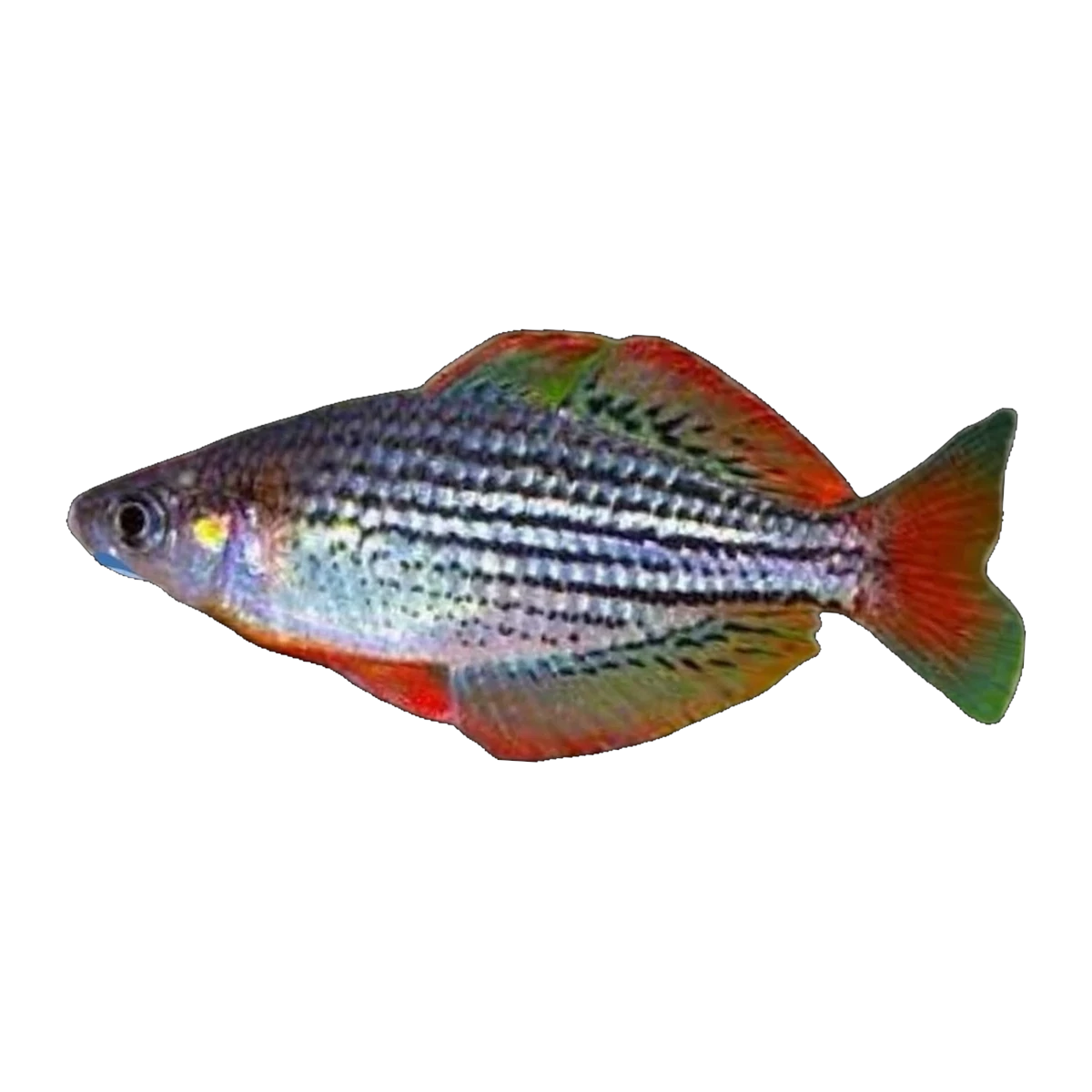 Maccullochi Rainbowfish Boggy Creek