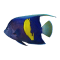 Maculosus Angelfish | Pomacanthus maculosus