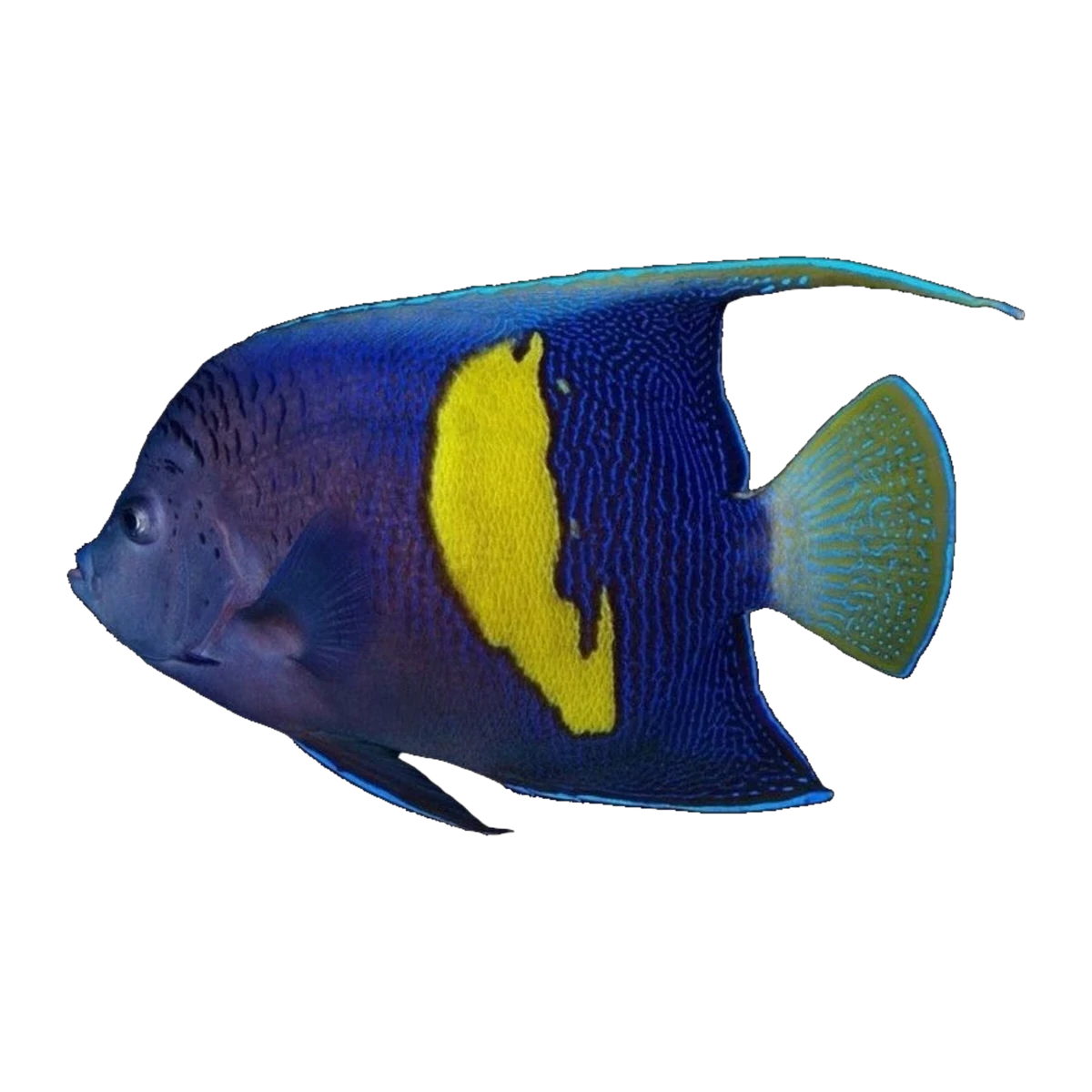 Maculosus Angelfish | Pomacanthus maculosus