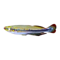 Madagascar Rainbow Fish