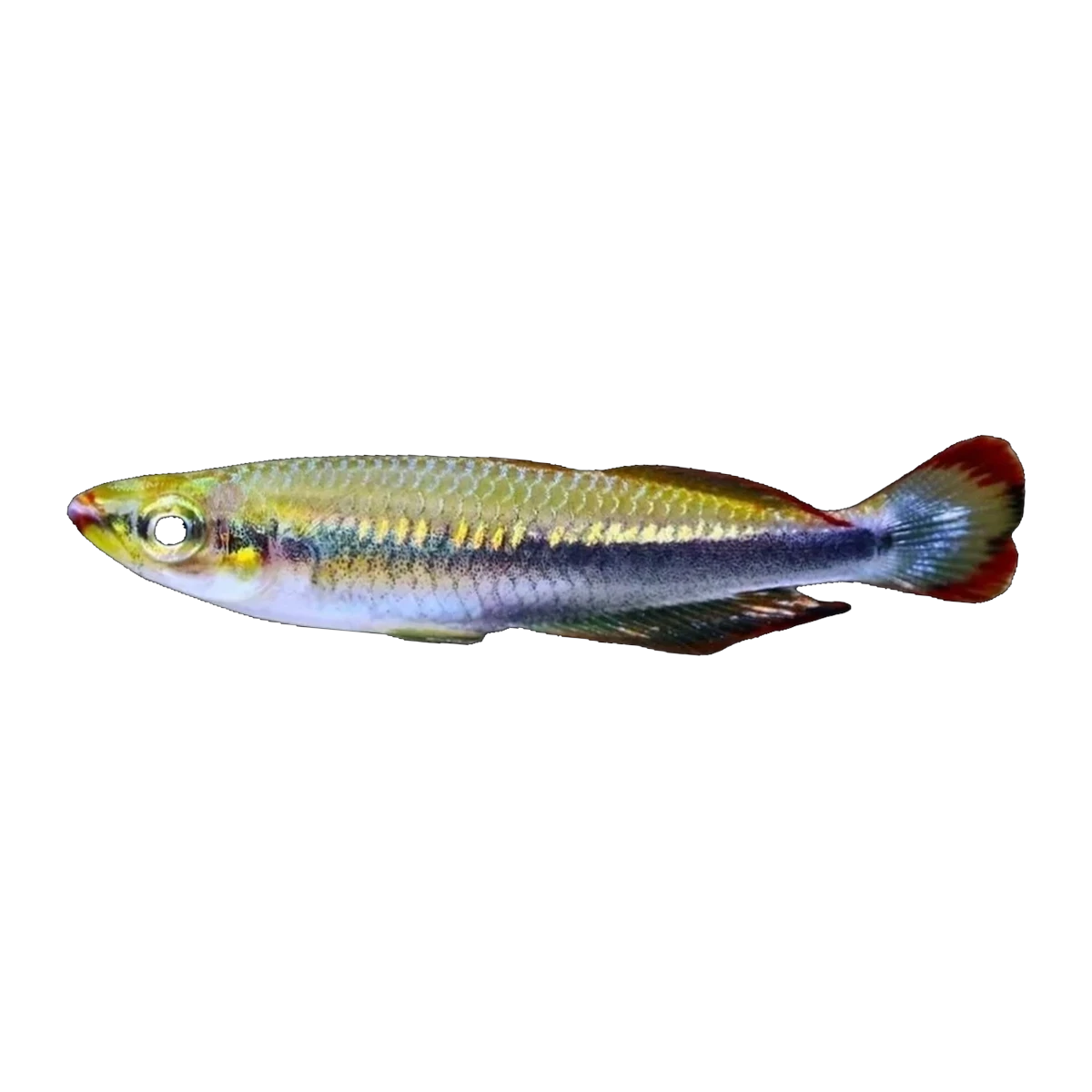 Madagascar Rainbow Fish