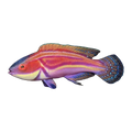 Magenta Streaked Wrasse | Cirrhilabrus laboutei