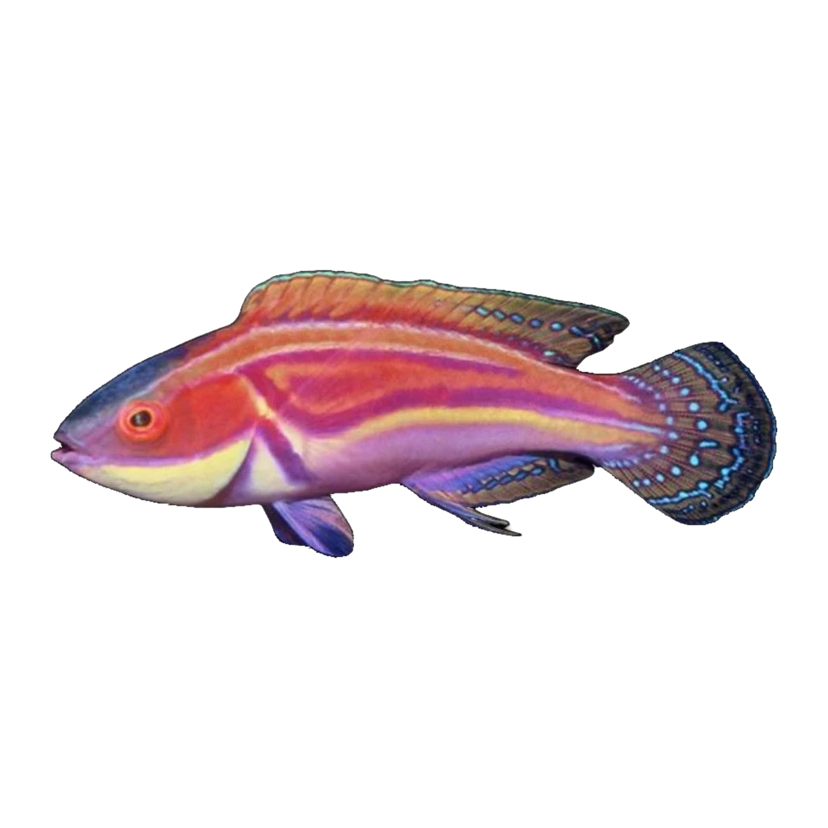 Magenta Streaked Wrasse | Cirrhilabrus laboutei