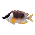 Magnificent Fox Face Rabbitfish | Siganus magnificus