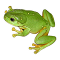 Magnificent Tree Frog | Pelodryas splendida