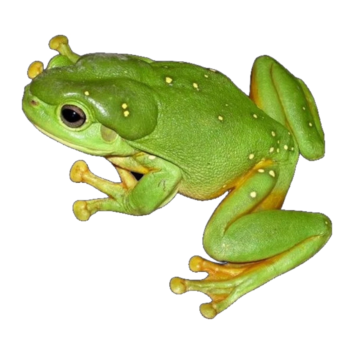 Magnificent Tree Frog | Pelodryas splendida
