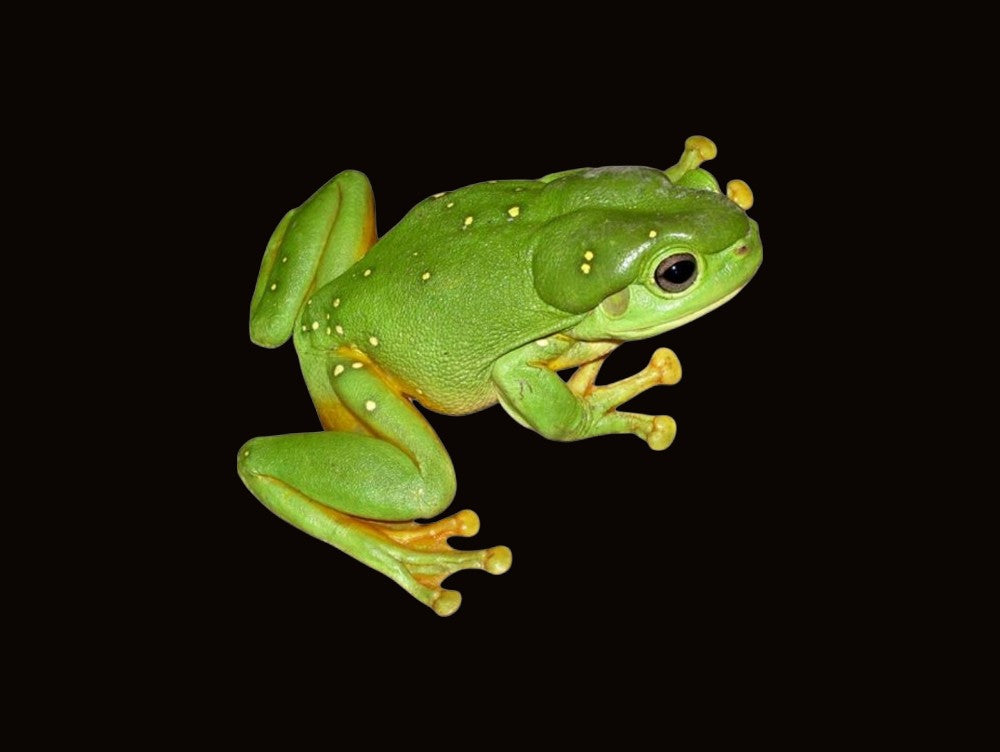 Magnificent Tree Frog | Pelodryas splendida