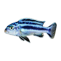 Maingano Cichlid (Melanochromis cyaneorhabdos), side profile facing right