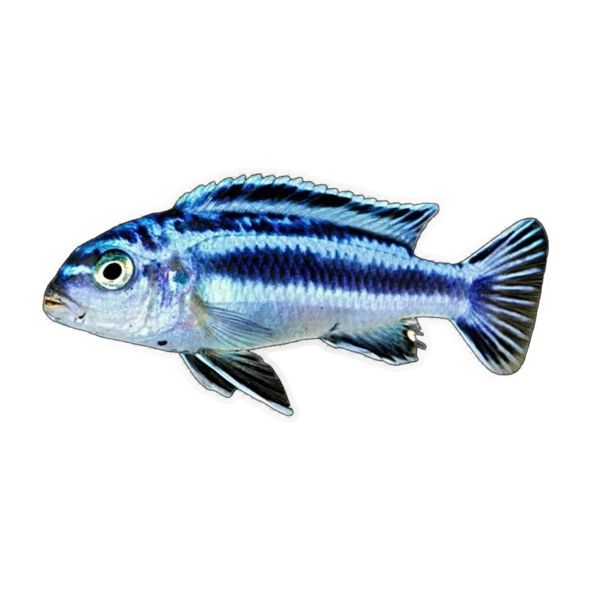 Maingano Cichlid (Melanochromis cyaneorhabdos), side profile facing right