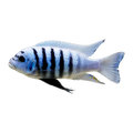 Maison Reef Zebra Mbuna