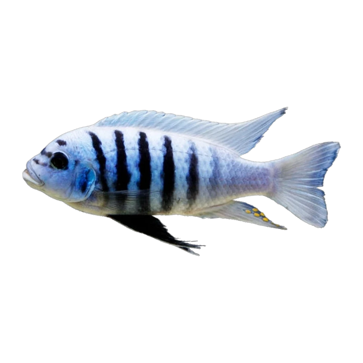 Maison Reef Zebra Mbuna