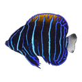 Majestic Angelfish juvenile | Pomacanthus navarchus