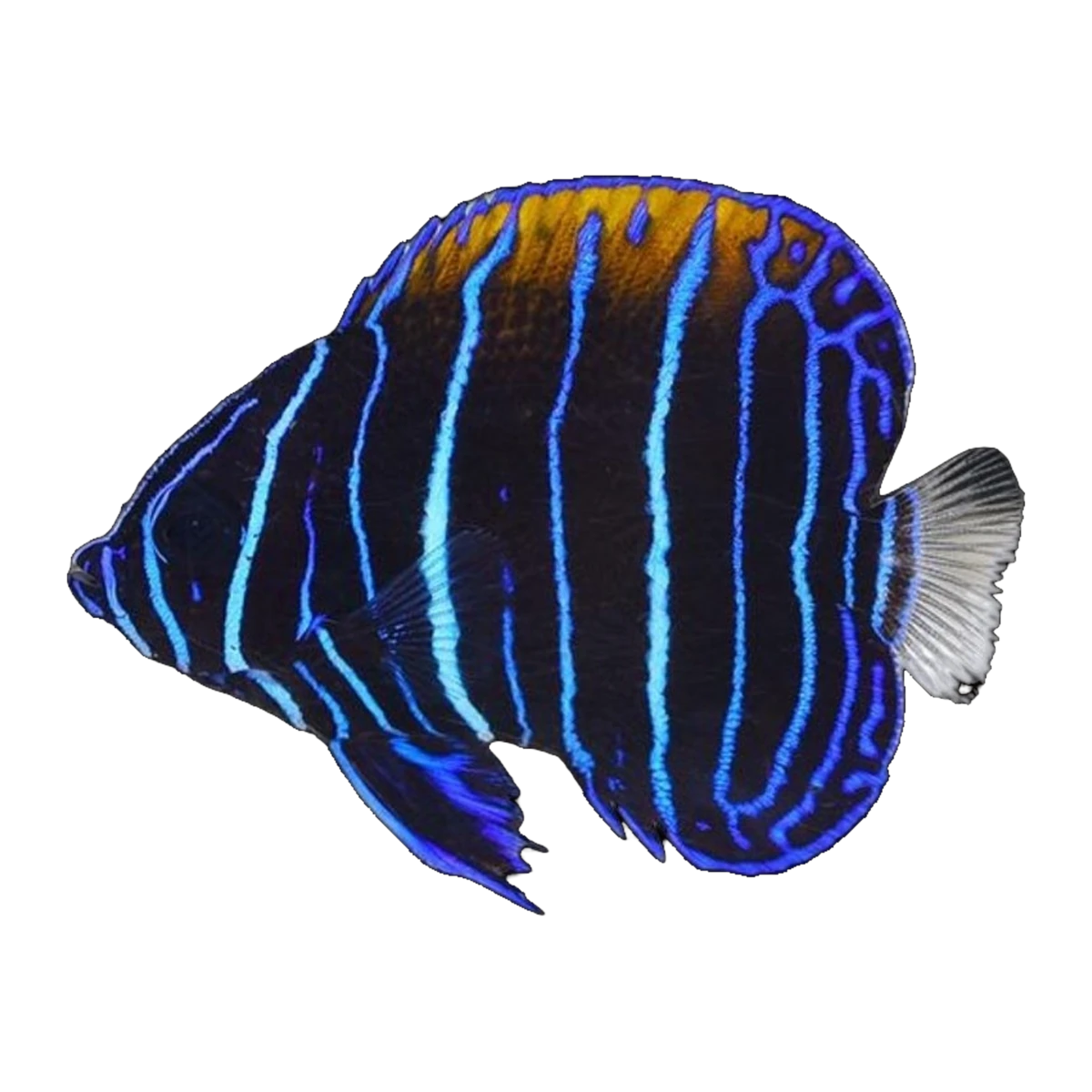 Majestic Angelfish juvenile | Pomacanthus navarchus