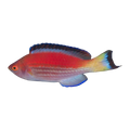 Marjorie's Fairy Wrasse | Cirrhilabrus marjorie