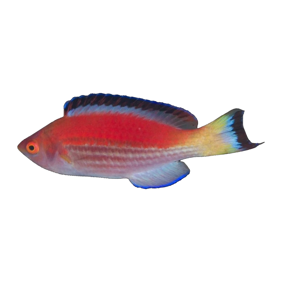 Marjorie's Fairy Wrasse | Cirrhilabrus marjorie