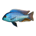 Malawi Bream (Chilotilapia rhoadesii), side profile facing right