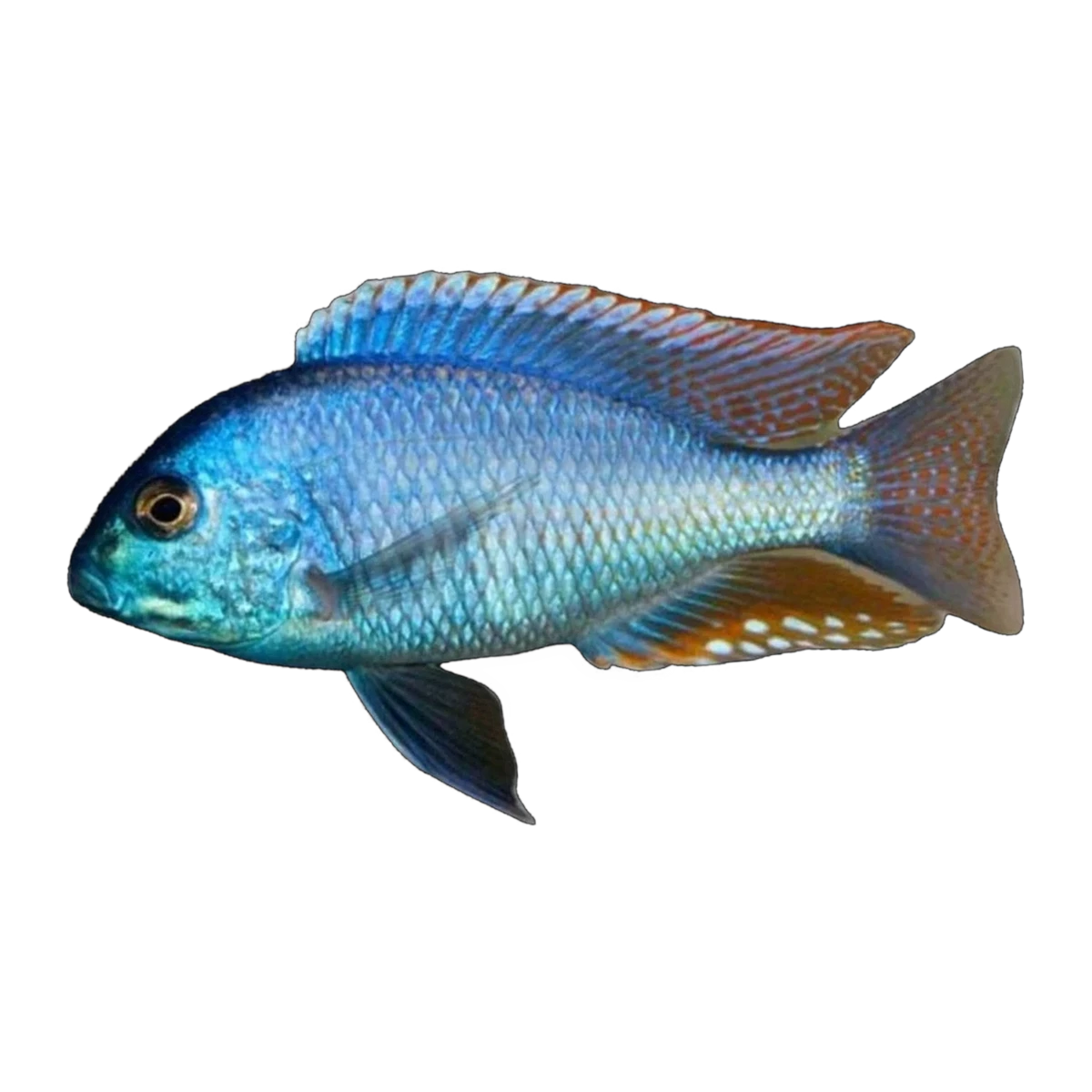 Malawi Bream (Chilotilapia rhoadesii), side profile facing right