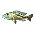 Malawi Hawk (Aristochromis christyi), side profile facing right