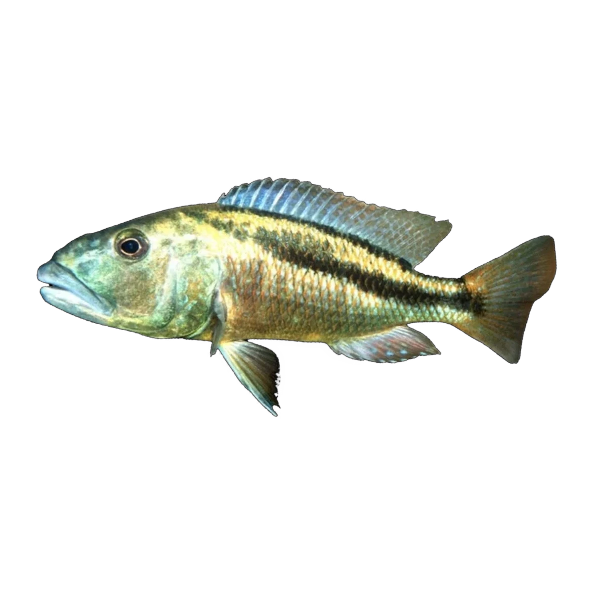 Malawi Hawk (Aristochromis christyi), side profile facing right