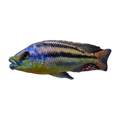 Malawi Thicklip (Cheilochromis euchilus), side profile facing right