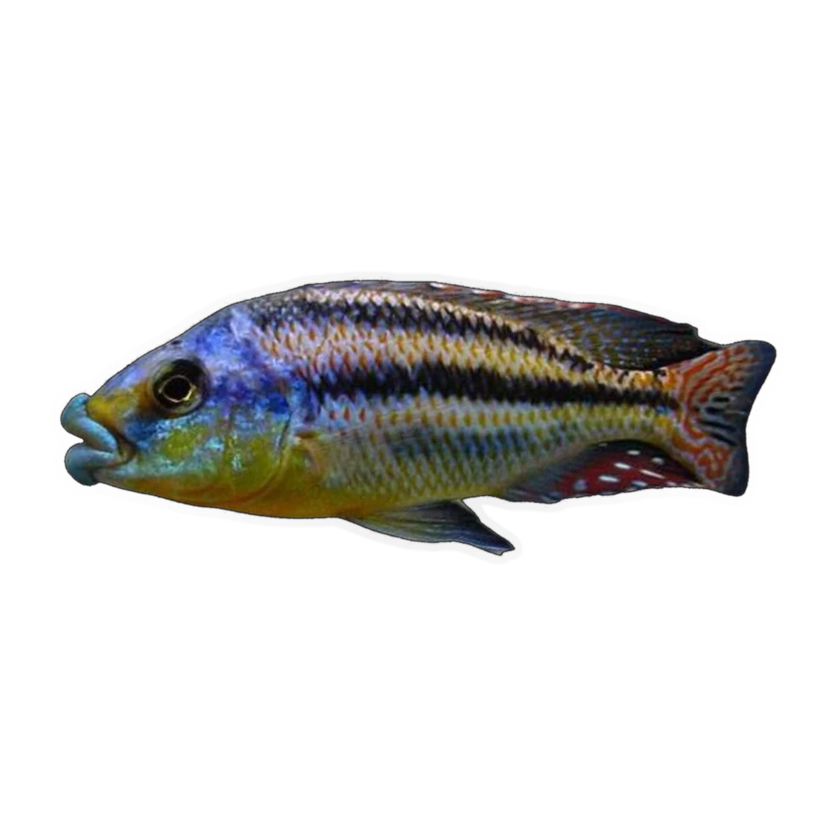 Malawi Thicklip (Cheilochromis euchilus), side profile facing right