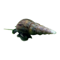 Malaysian Trumpet Snail
