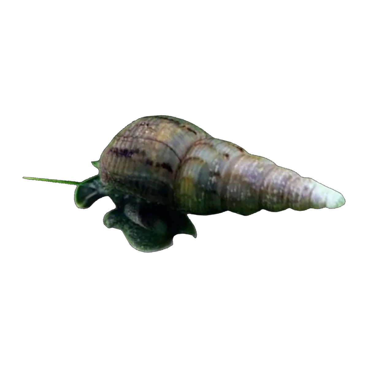 Malaysian Trumpet Snail