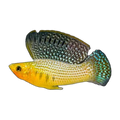 Male Sailfin Molly | Poecilia latipinna