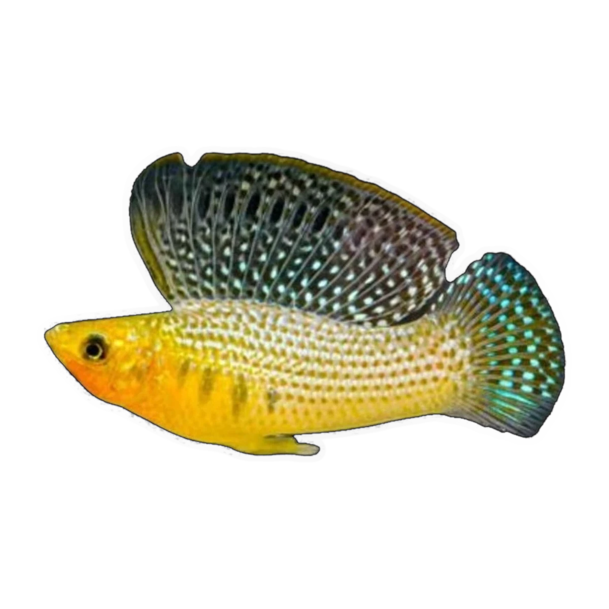 Male Sailfin Molly | Poecilia latipinna